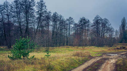 Autumn woods