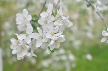 blossoming spring
