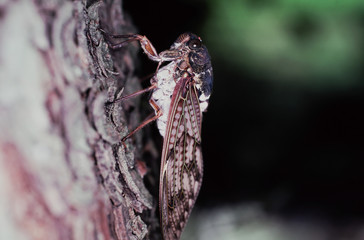 蝉