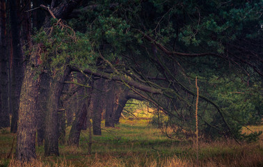 Autumn woods