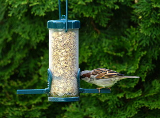 Garten,Sperling,Spatz