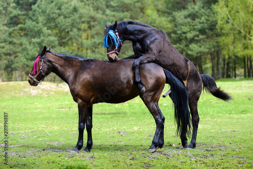 Horse having sex Nude Photos 15 Horse having sex Nude Photos 95