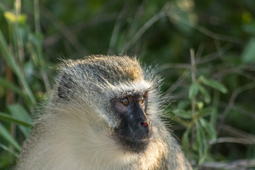 Vervet Monkey