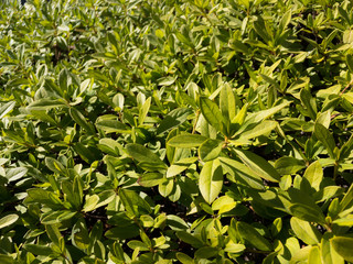 Obraz premium いきいきした葉