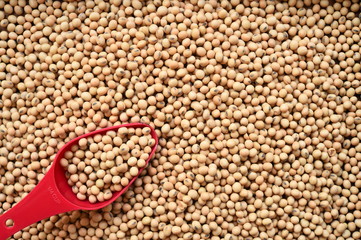 close up of soy bean for background