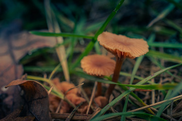 Fading nature in autumn plants