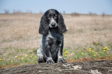 Adorable young puppy of Russian spaniel sits in the field in the first spring flowers