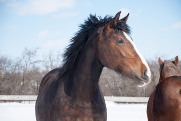 Fototapeta na wymiar portrait of a horse on the field on a winter day