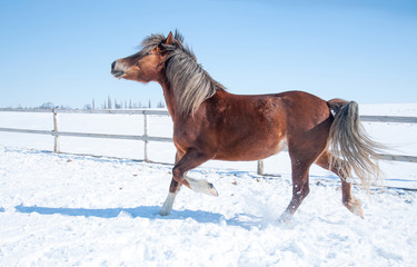 A horse running on the field on a winter day
