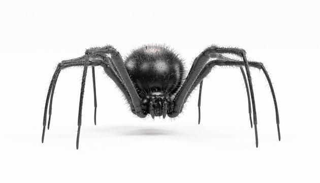 Realistic 3D Render of Black Widow Spider