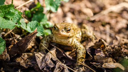 Common brown frog Rana temporaria Edible frog esculenta Pelophylax esculentus populations in Europe tree frog in green grass looking at the camera