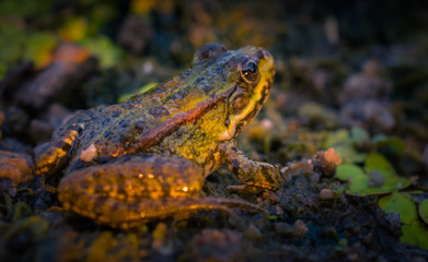 Frog