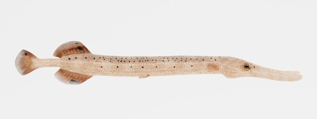 Realistic 3D Render of Trumpetfish