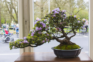 A flowering Japanese Azalea Bonsai on display in Northern Ireland
