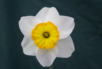A single daffodil bloom on display at the annual Spring Festival held in Barnett's Demesne Belfast  Northern Ireland