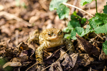 Common brown frog Rana temporaria Edible frog esculenta Pelophylax esculentus populations in Europe tree frog in green grass looking at the camera