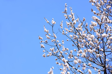 Apricot flowers are blooming in spring