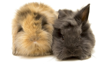 Two small rabbits isolated on white.