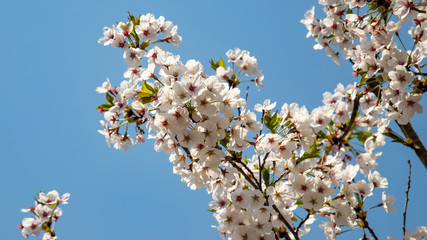 apricot blossoms