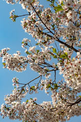 apricot blossoms