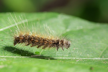 Image of Hairy caterpillar (Eupterote testacea) on green leaves. Insect Animal