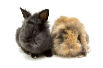 Obraz premium Two small rabbits isolated on white.