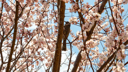 cherry blossoms and birds