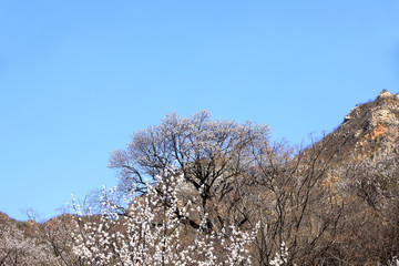 Apricot flowers are blooming in spring
