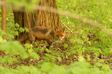 Fähe im Wald auf Nahrungssuche , deutlich ist das Gesäuge zu sehen und somit hat sie Junge