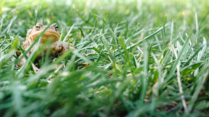 Common brown frog Rana temporaria Edible frog esculenta Pelophylax esculentus populations in Europe tree frog in green grass looking at the camera