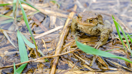 Common brown frog Rana temporaria Edible frog esculenta Pelophylax esculentus populations in Europe tree frog in the pond water