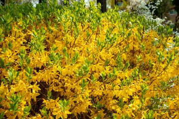 The forsythia blooming in the park