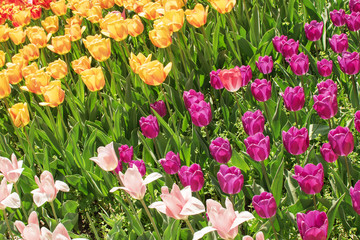 tulips of different species, top view