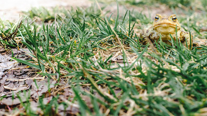 Common brown frog Rana temporaria Edible frog esculenta Pelophylax esculentus populations in Europe tree frog in green grass looking at the camera