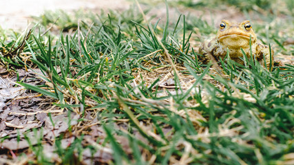 Naklejka na ściany i meble Common brown frog Rana temporaria Edible frog esculenta Pelophylax esculentus populations in Europe tree frog in green grass looking at the camera
