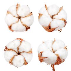 Cotton plant flowers isolated on white background. 
