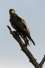 Aigle ravisseur,.Aquila rapax , Tawny Eagle