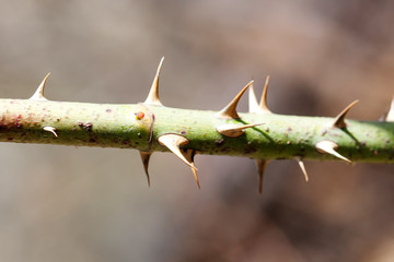 Macro view plant with spike thorns. Shallow depth of field, selective focus