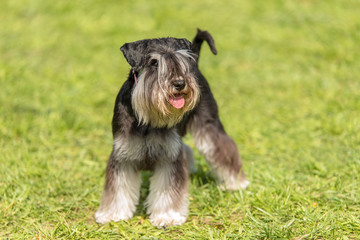 Miniature Schnauzer dog in the park