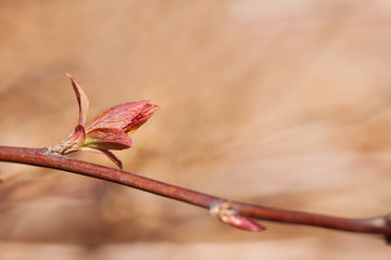Budding tree with blossoming red young leaves. copy space. Soft focus, shallow depth of field. Spring time park nature