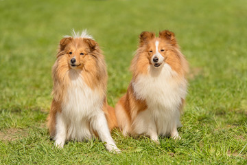 Shetland sheepdog in the park