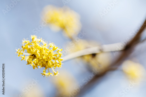Flowering Tree Branch Beautiful Yellow Petals Tree Macro
