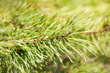 Naklejka na ściany i meble Spring time spruce branch closeup. Fir tree soft and blurry green background. Macro view selective focus
