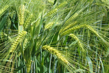field of barley with barley ears
