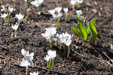 Springtime nature in the garden . Young green sprouts of tulips and flowering white crocuses. Macro view, selective focus photo.