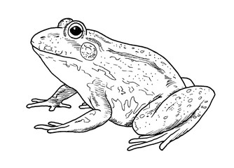 Drawing of frog  - hand sketch of animal, black and white illustration