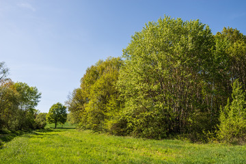 Fototapeta na wymiar Wiese und Wald im Frühling