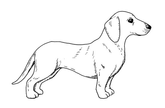 Drawing of dachshund dog - hand sketch of badger dog, black and white illustration