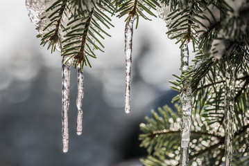 Fichtenzweig mit Eiszapfen