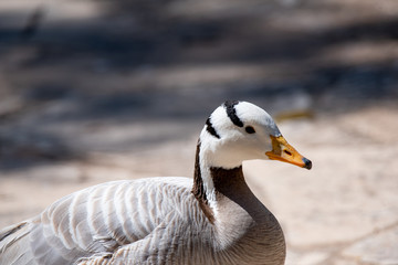 Bar-headed goose (Anser indicus). Wild life animal.